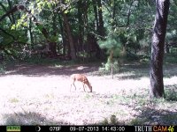 Game Camera pic's 013.jpg