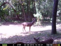 Game Camera pic's 438.jpg