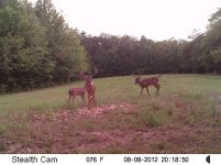 Deer2012 (168).JPG