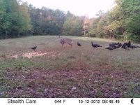 Deer2012 (81).JPG