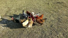chickens.jpg