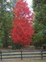 757907-Fall-Colors-in-Huntingdon-m.jpg