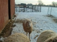 795063-a little sheepish.jpg
