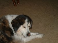 795064-dog days of winter.jpg