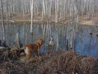 638893-wis pond - otto - 05.jpg