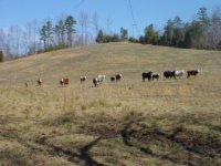 841433-Copy of Cows - far back corner.JPG