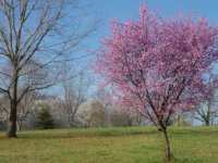 841467-Copy of Pink Blooms Closeup.JPG