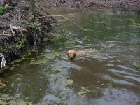 682746-Pond Algae - Otto.jpg