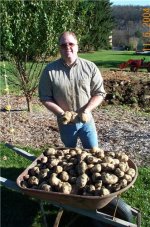 639192-Potatoe crop.JPG