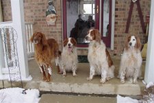 798307-Watchdogs (Medium).jpg