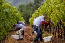 Wine-Harvest.jpg