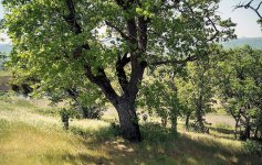 Scrub oak.jpg