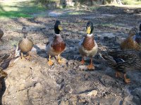 11-24-16 Mallards.jpg