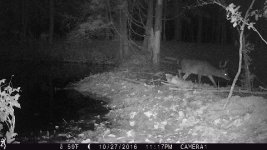 Deer Pic 10 27 16.jpg