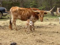 New Longhorn Calf 2 11 2017.JPG