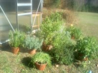 last herbs.jpg last herbs.jpg