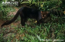 Jaguarundi-black-morph.jpg