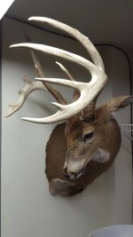 deermount_sm.jpg
