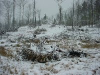 Northfield_Stump_Field#3_12_30_06.JPG