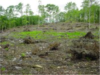Brezzy_Ridge_Pond_Site#6_6_11_06.JPG