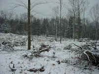 Future_Pond_Site#2_12_30_06.JPG