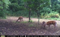 Three deer 11AM (2).JPG