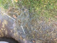 IMG_1738.JPG