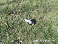 SAM_0687 (Large).JPG