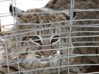 Copy of Bob Cat 010.jpg