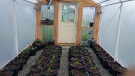 greenhouse7.jpg