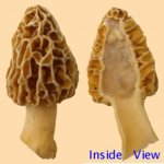 yellow-cross-section.jpg