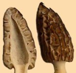 morel-crossection.jpg