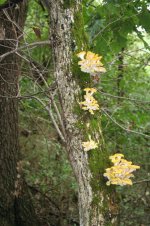 Yellow oyster 1 Sept 25.JPG