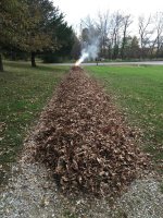 Leaves.JPG