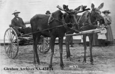 12952d1200170222-raising-moose-alaska-na-424-24.jpg