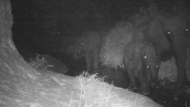 night_elephants_0.jpg