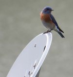 bluebirdDish.jpg