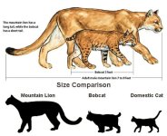 cats.jpg