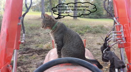 cat.png
