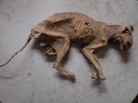 mummified-cat-001-640x480.jpg