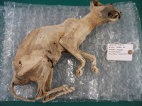 MummyCat.jpg