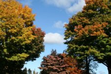 761867-Fall.jpg