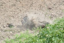 683491-Turkey Dust Bath2.JPG