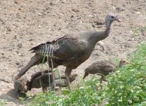 683496-Turkey and Chicks.JPG