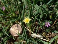 683953-Small flowers001.jpg
