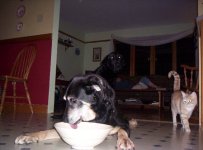 684105-Francis1 May 2005.jpg