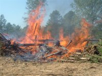 763193-Tree Removal 002 (Small).jpg