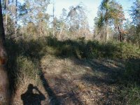 843561-Trees-27.JPG