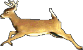 721758-deer-running.gif
