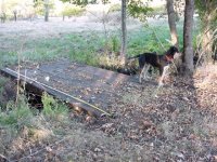 721849-Crkdog.jpg